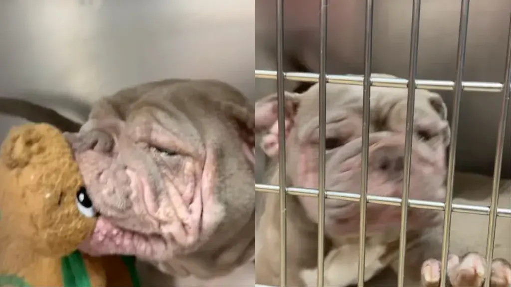 Shelter Dog's Joyful Smile Despite Hardship Captures Hearts