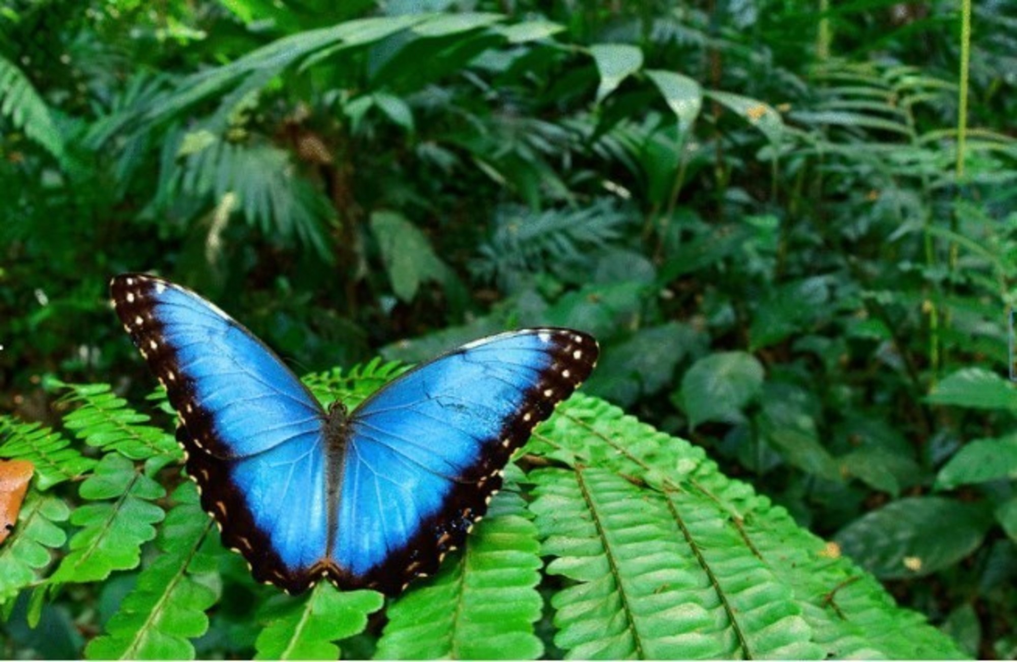 Mariposa Morpho Morpho peleides