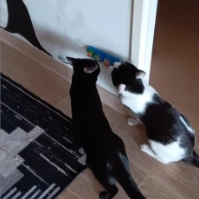 Pet customer review
