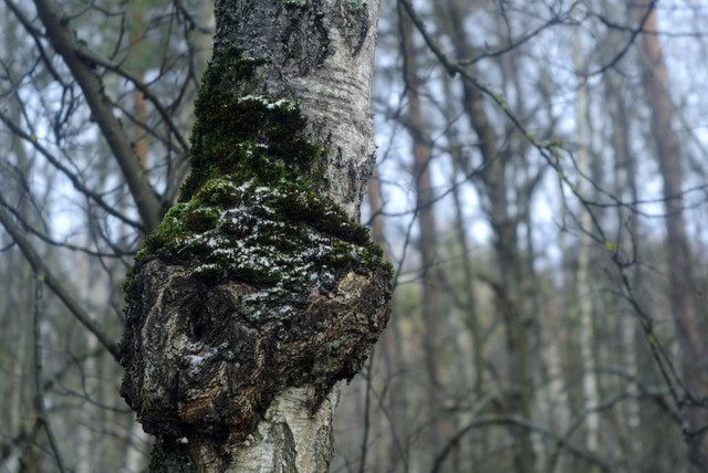 DSC8397-2.jpg