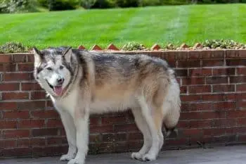 Supporting Your Alaskan Malamute's Joint Health