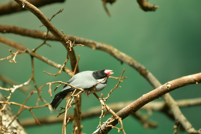 Java sparrow at Copenhagen Zoo