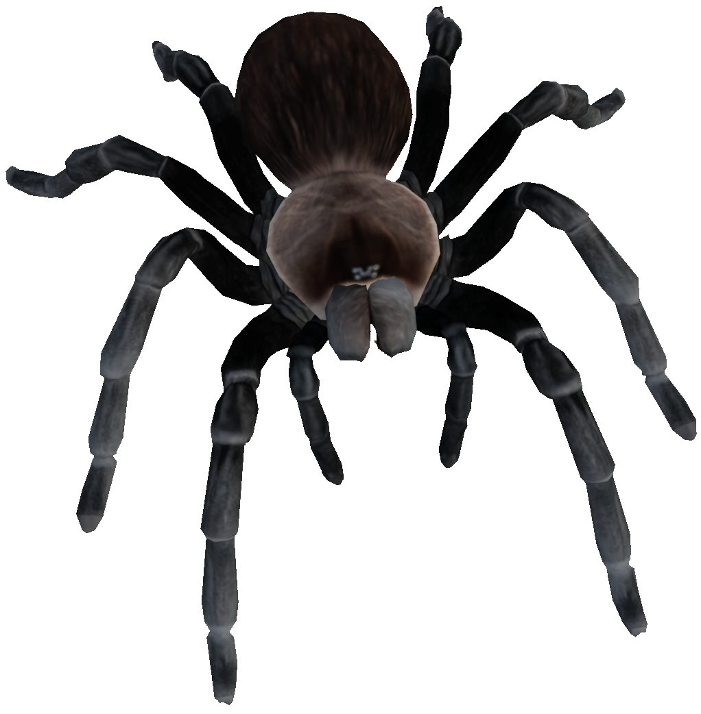 Yucatan-Rust-Rump-Tarantula