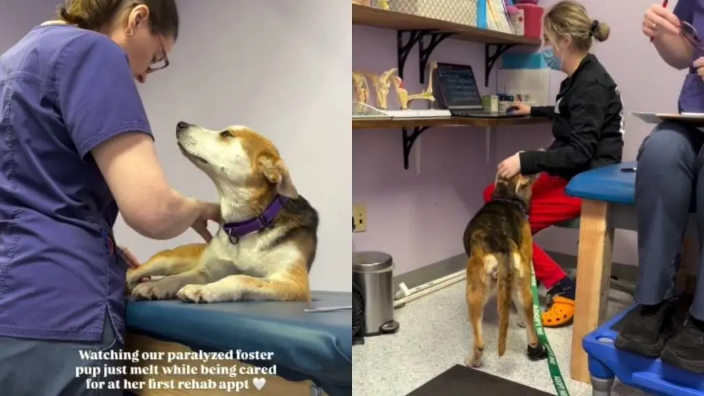 Touching Moment Captured as Paralyzed Foster Dog Receives Rehab Care