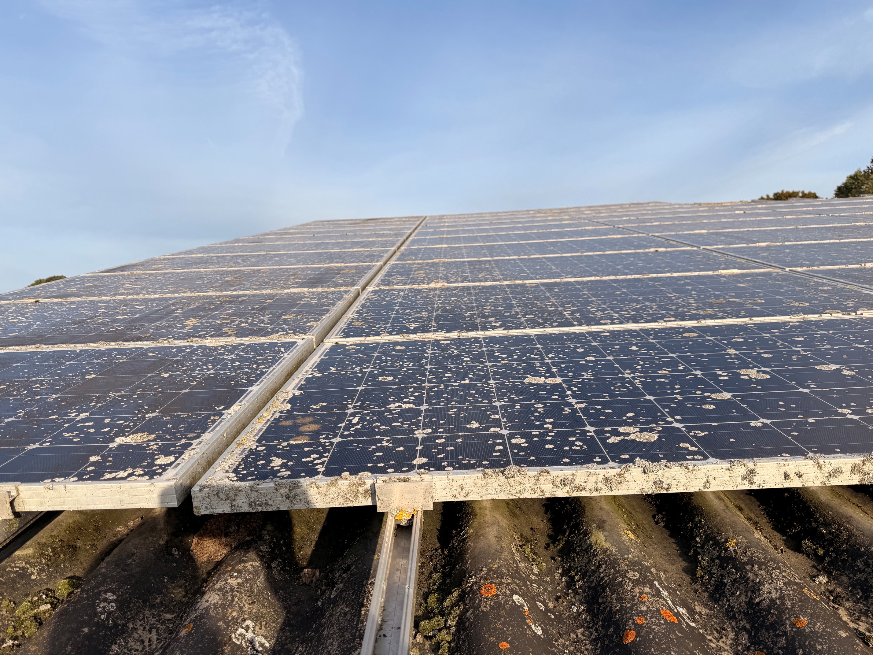 Flechtenbefall auf der PV-Anlage eines landwirtschaftlichen Betriebs in Nümbrecht – helle Flechtenkolonien über die gesamte Glasfläche