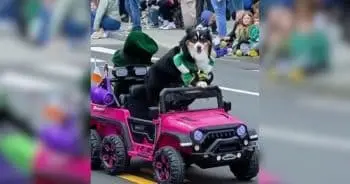 Patriotic Dog Drives Tiny Car, Spreads Joy