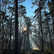 comp-IMG-6875