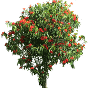 arbol1-1