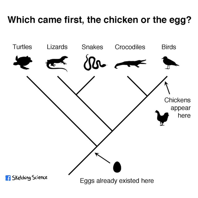 chicken
