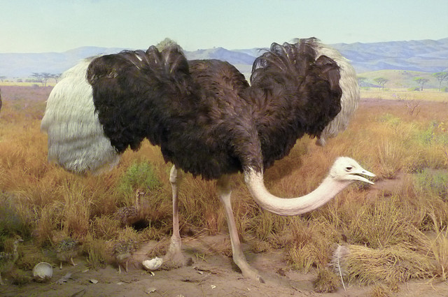 Common Ostrich.jpg