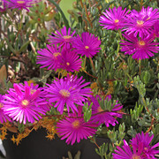 IMG-7588