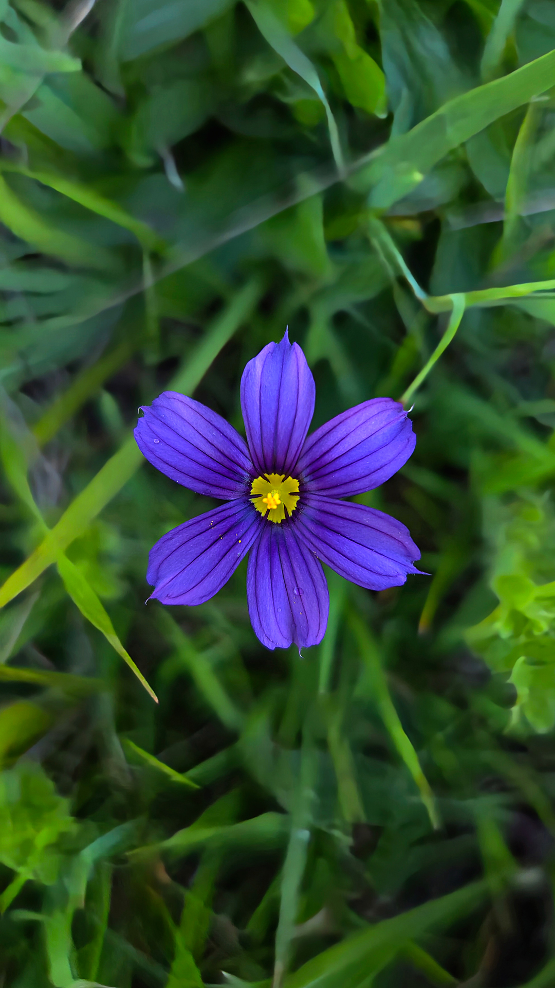 Blue-eyed Grass