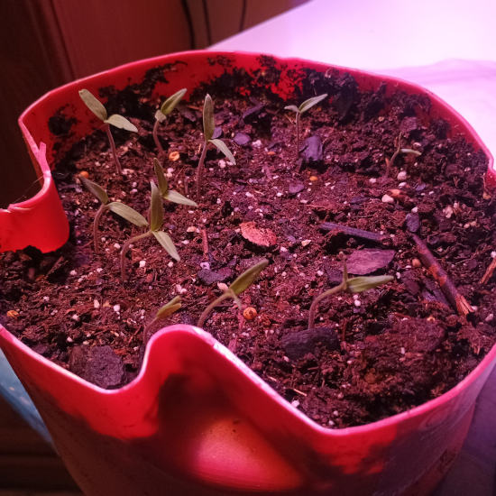BFHSeedlings3 11 2026.jpg