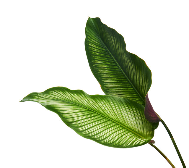 shutterstock 1100701040.jpg
