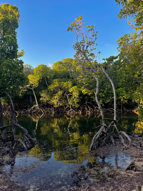 Mangrove Hike with Local Lunch