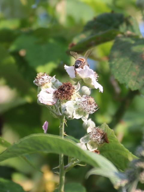 Humble bee.jpg