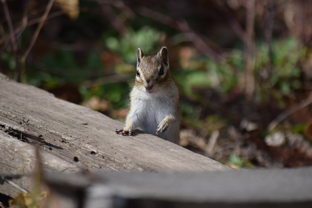 DSC 0586.jpg