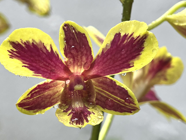 IMG 7223.jpg