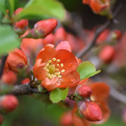 DSC 0185