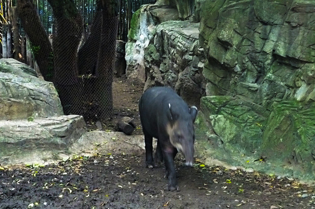 Tapir.jpg