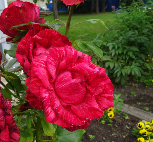 DSC06011-5.jpg