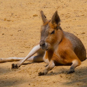 Lièvre de Patagonie
