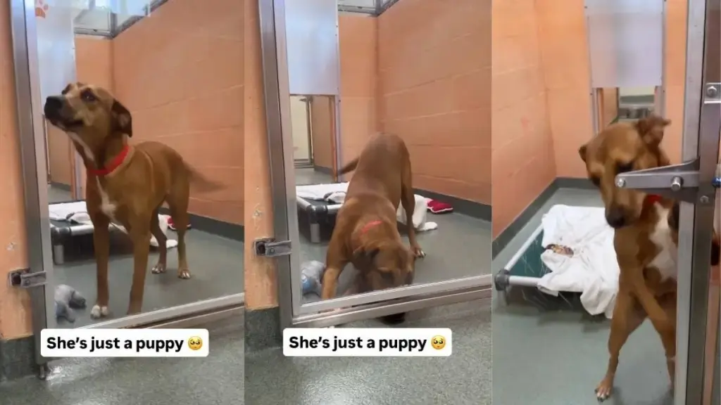 Shelter Dog's Hopeful Wait Continues After Transfer