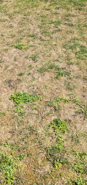 lawn