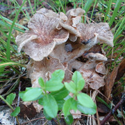 DSC07509