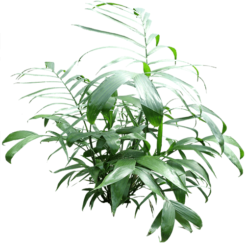 planta1.png