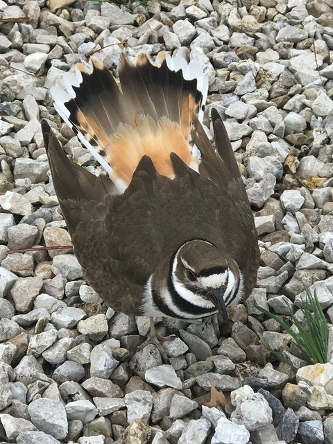 killdeer1