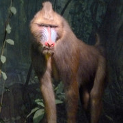 Mandrill