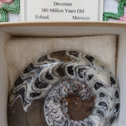 fossil
