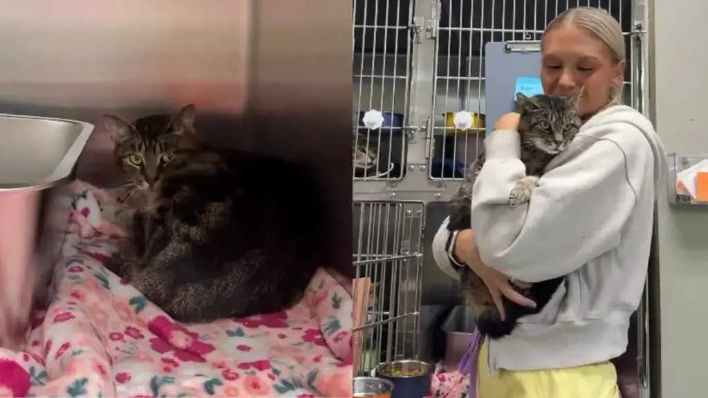Cat Abandoned by Loved Ones Finds New Hope