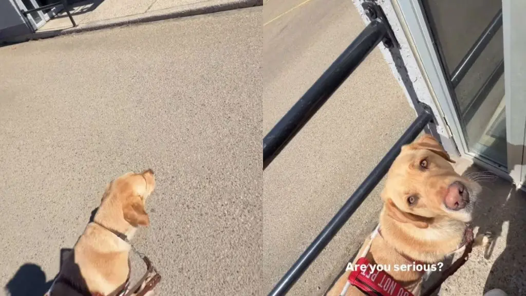 Guide Dog's Pup Cup Heist Foiled