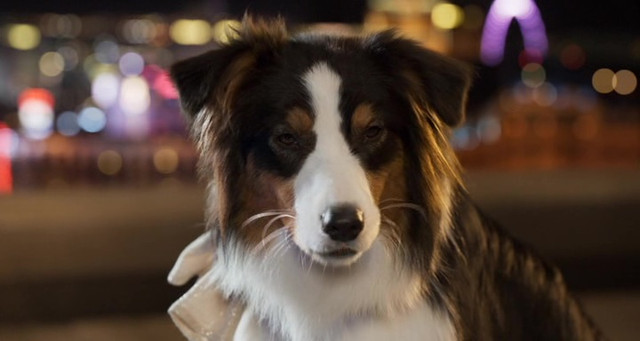 Show-Dogs-3