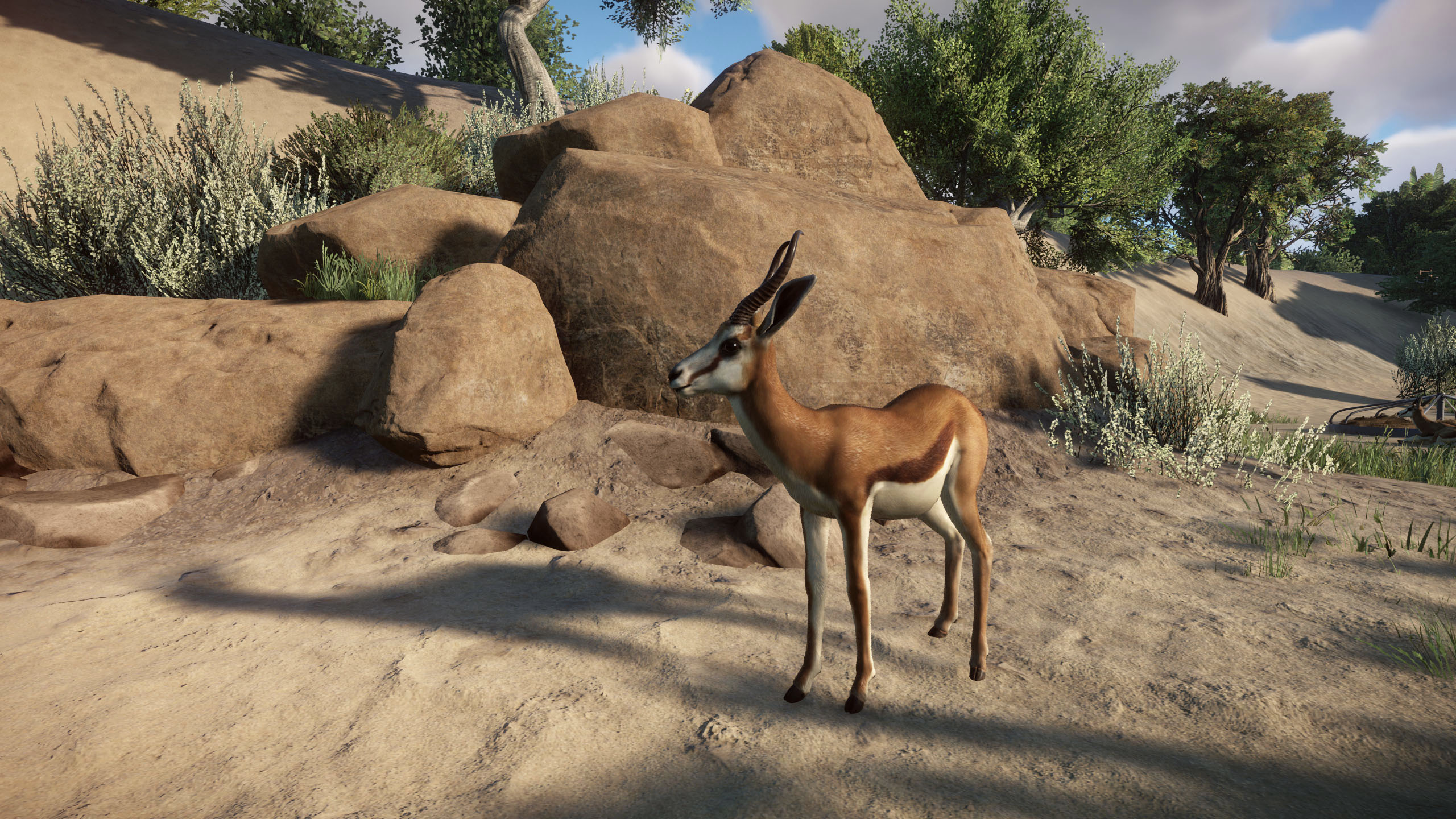 Springbok-jpg.jpg
