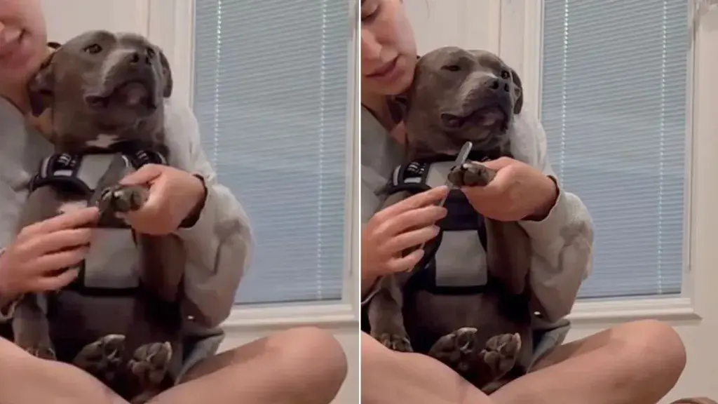 From Aggressive to Adorable: Shelter Dog's Transformation
