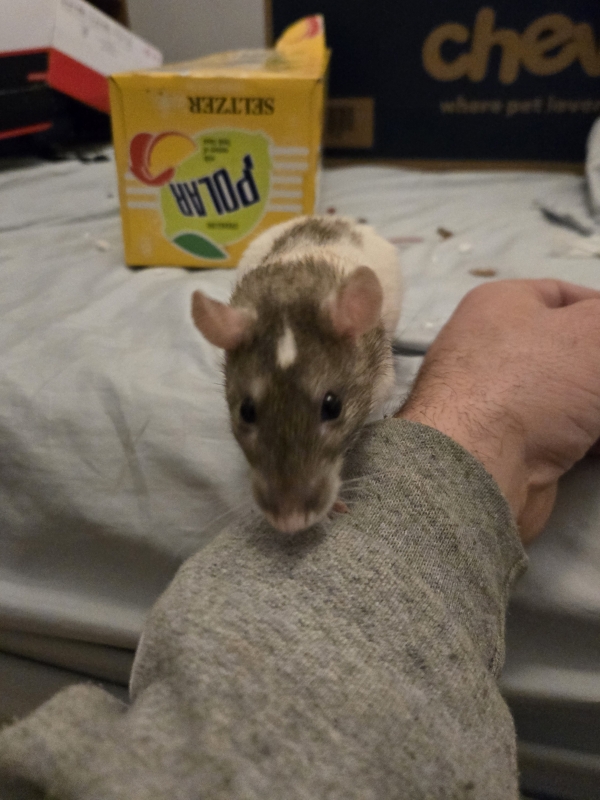pasketti
