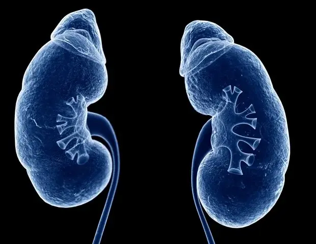 Finerenone Shows Kidney‑Protective Benefits Across Broad CKD Spectrum