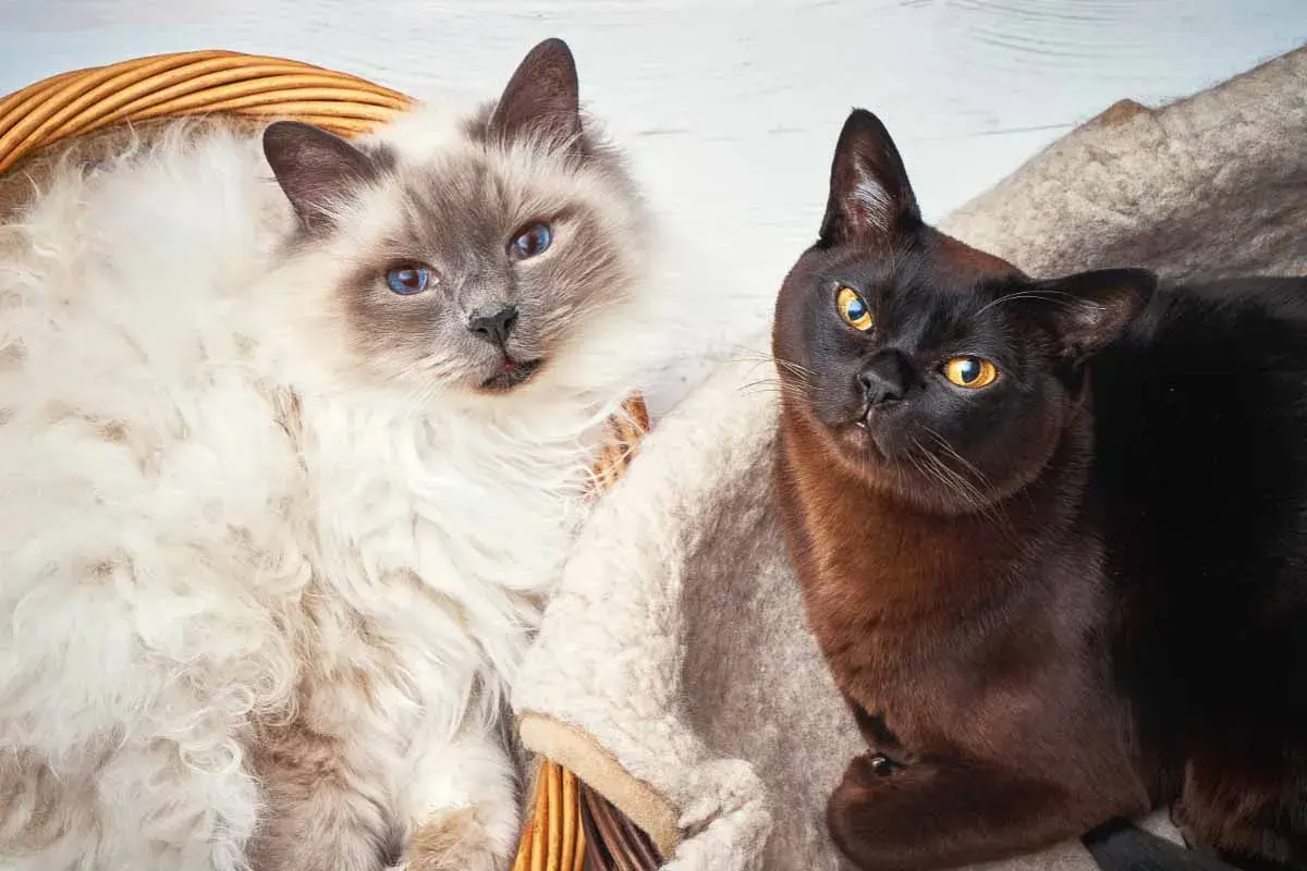 The Best Cat Breeds for a Fur-Free Home
