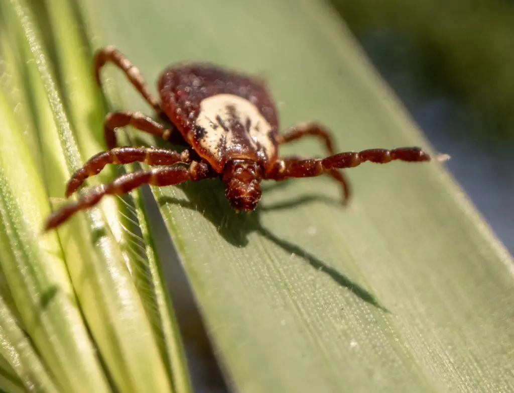 Ticks Spread to New Regions, Bringing New Threats