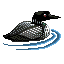 bird loon swim