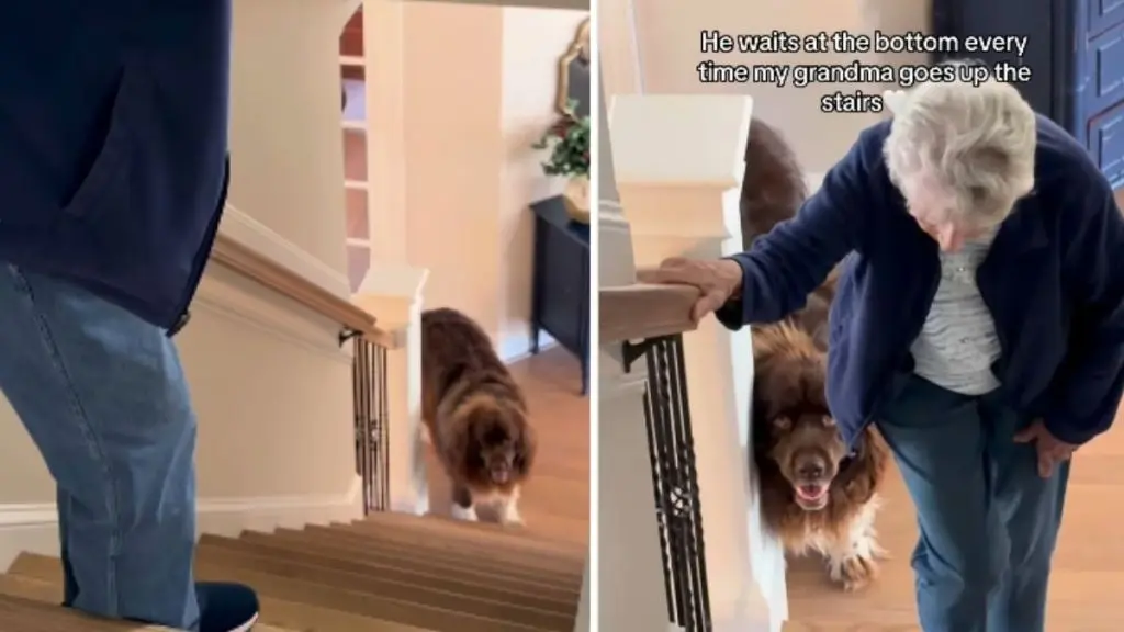Gentle Giant Guards Great-Grandmother on Stairs
