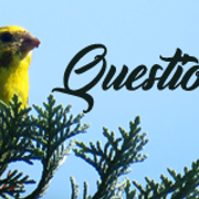 questions-31-2