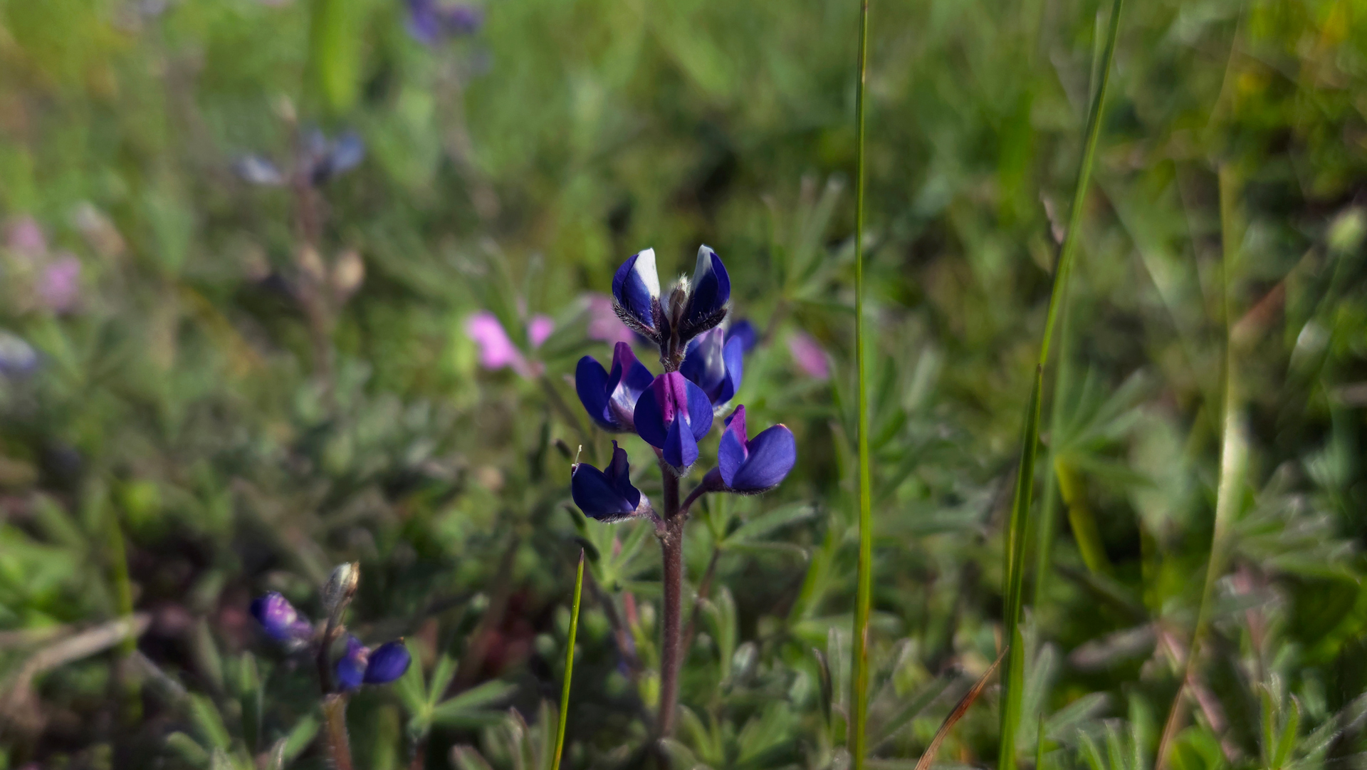 Miniature Lupine