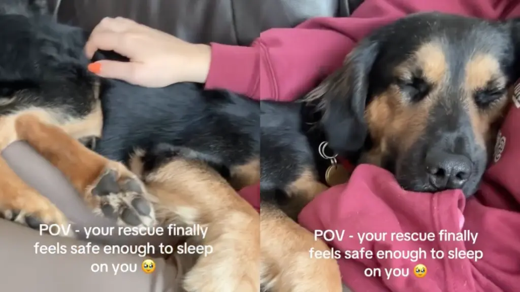 Stray Dog Finds Safety and Comfort in New Home