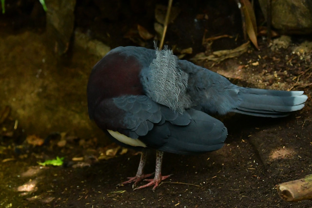 Victoria crowned pigeon at Copenhagen Zoo
