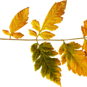 Leaves18