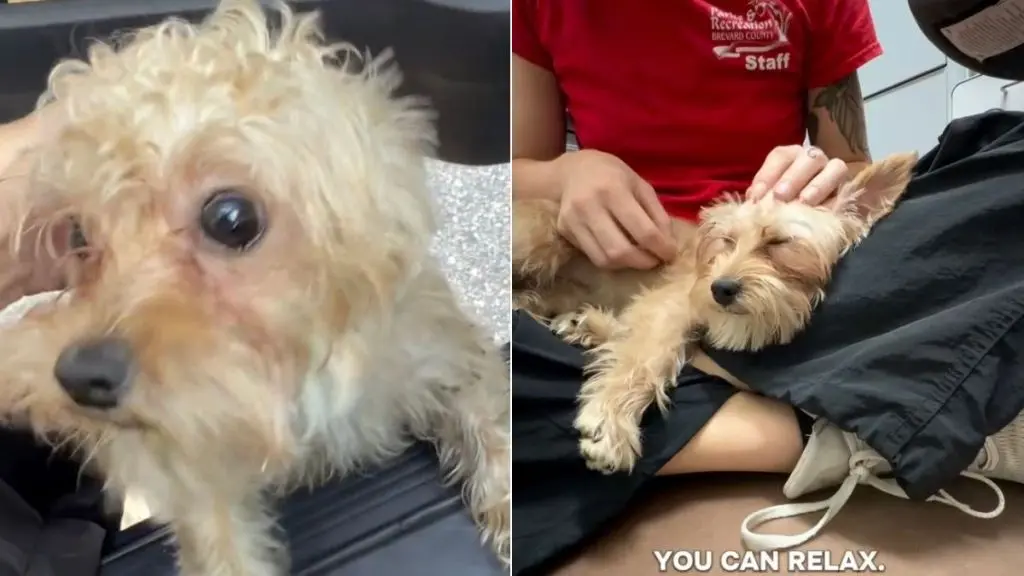Lost Dog's Reunion Leaves Internet Hanging for Update